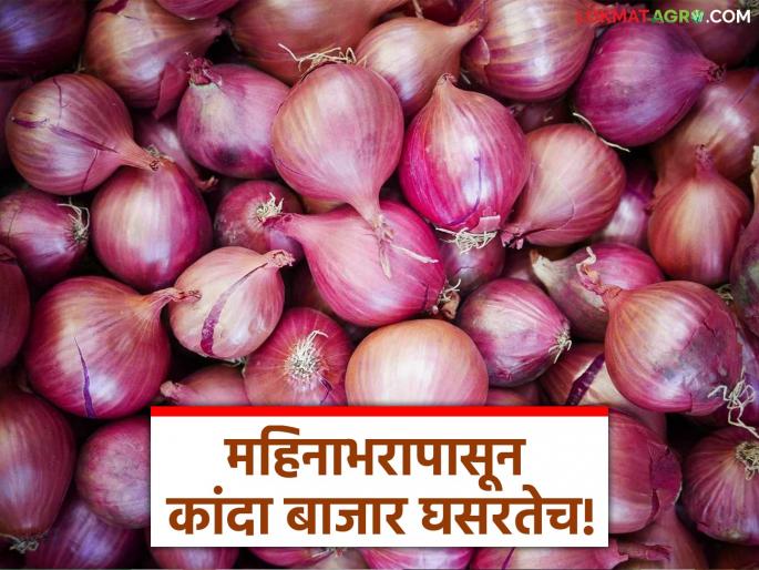Latest News Kanda Bajarbhav Todays Onion Market In solapur and lasalgaon yard see details | Kanda Market : महिनाभरापासून कांदा दर घसरतेच, सोलापूर, लासलगावला क्विंटलला काय भाव? 