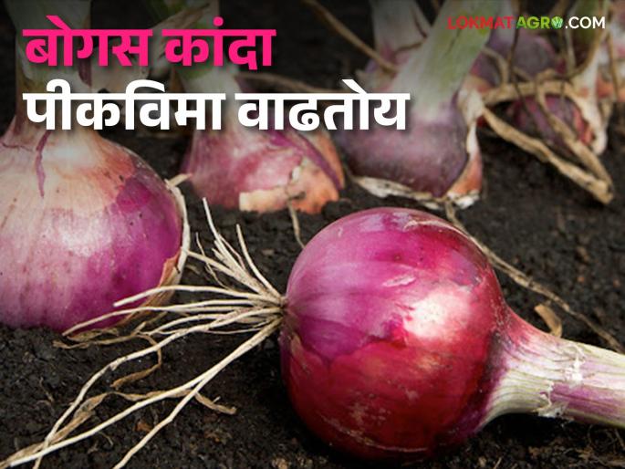 Kanda Pik Vima : The coverage of Onion Fake Crop Insurance is now across the state; Most fake crop insurance in these districts | Kanda Pik Vima : कांदा बोगस पीकविम्याची व्याप्ती आता राज्यभरात; या जिल्ह्यांत सर्वाधिक बोगस पिक विमा Kanda Pik Vima : The coverage of Onion Fake Crop Insurance is now across the state; Most fake crop insurance in these districts | Kanda Pik Vima : कांदा बोगस पीकविम्याची व्याप्ती आता राज्यभरात; या जिल्ह्यांत सर्वाधिक बोगस पिक विमा