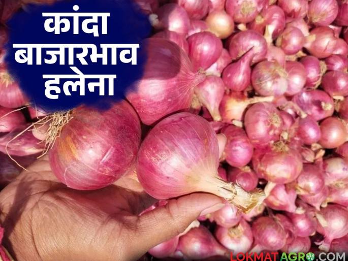 Kanda Bajar : Farmers' hopes of onion price hike dashed; onion divert for storage | Kanda Bajar : शेतकऱ्यांमध्ये कांदा दरवाढीची असलेली आशा फोल; साठवण्याकडे वाढला कल