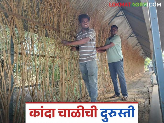 Latest news Repair of kanda chal for onion storage Use these ingredient see details | Kanda Chal : कांदा अधिक काळ टिकवण्यासाठी अशी करा चाळ दुरुस्ती, 'हे' साहित्य वापरा Latest news Repair of kanda chal for onion storage Use these ingredient see details | Kanda Chal : कांदा अधिक काळ टिकवण्यासाठी अशी करा चाळ दुरुस्ती, 'हे' साहित्य वापरा