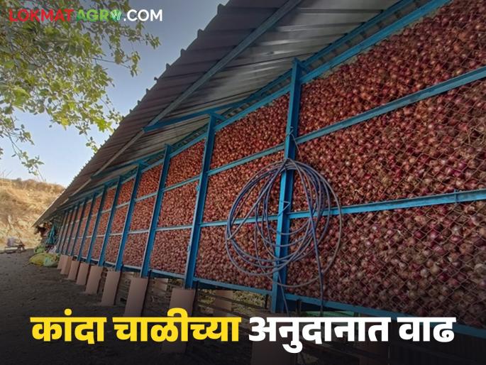 Government decision issued to increase subsidy for onion rice cultivation component under National Agricultural Development Scheme | राष्ट्रीय कृषि विकास योजनेंतर्गत कांदाचाळ उभारणी घटकाच्या अनुदानात झाली वाढ; शासन निर्णय जारी