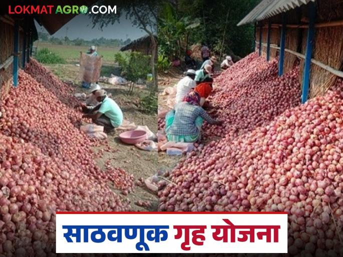 latest news Kanda Chal Anudan Yojana: Store onion and garlic safely; Government is providing 50 percent subsidy | Kanda Chal Anudan Yojana : साठवा कांदा-लसूण सुरक्षितपणे ; शासन देत आहे ५० टक्के अनुदान