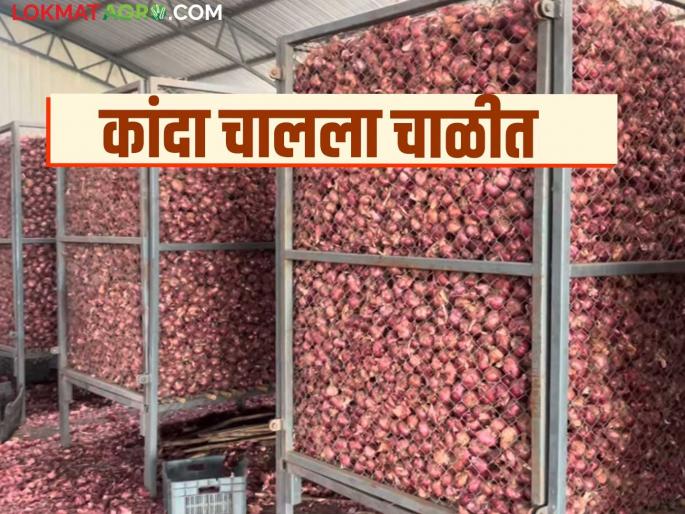 60 percent onion harvesting done; Farmers prefer storing onion in kanda chal | ६० टक्के कांदा काढणी झाली; शेतकऱ्यांनी कांदा चाळीत साठवणुकीला दिली पसंती 60 percent onion harvesting done; Farmers prefer storing onion in kanda chal | ६० टक्के कांदा काढणी झाली; शेतकऱ्यांनी कांदा चाळीत साठवणुकीला दिली पसंती