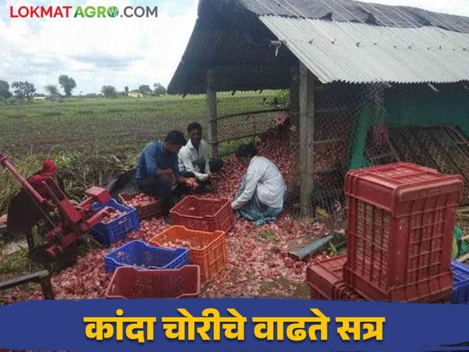 Latest News Increase in onion theft incidents Nashik district directly on onion of godam | Agriculture News : थेट गोडावूनच्या कांद्यावरच डल्ला, नाशिक जिल्ह्यातील कांदा चोरीच्या घटनांमध्ये वाढ Latest News Increase in onion theft incidents Nashik district directly on onion of godam | Agriculture News : थेट गोडावूनच्या कांद्यावरच डल्ला, नाशिक जिल्ह्यातील कांदा चोरीच्या घटनांमध्ये वाढ