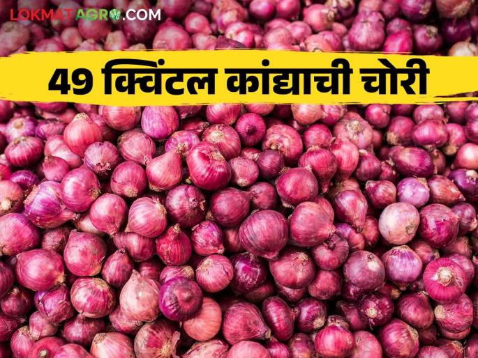 latest News Kanda Theft 49 quintals of onions were stolen from a godown during Diwali | Kanda Theft : कांदा चोरीच्या घटना वाढल्या, ऐन दिवाळीत गोदामातून ४९ क्विंटल कांद्याची चोरी latest News Kanda Theft 49 quintals of onions were stolen from a godown during Diwali | Kanda Theft : कांदा चोरीच्या घटना वाढल्या, ऐन दिवाळीत गोदामातून ४९ क्विंटल कांद्याची चोरी