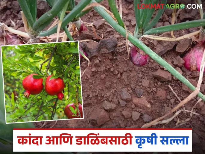 Latest News Agricultural advisory for onion, pomegranate crops in backdrop of unseasonal weather, read in detail | Agriculture News : अवकाळीच्या पार्श्वभूमीवर कांदा, डाळिंब पिकासाठी कृषीसल्ला, वाचा सविस्तर  Latest News Agricultural advisory for onion, pomegranate crops in backdrop of unseasonal weather, read in detail | Agriculture News : अवकाळीच्या पार्श्वभूमीवर कांदा, डाळिंब पिकासाठी कृषीसल्ला, वाचा सविस्तर