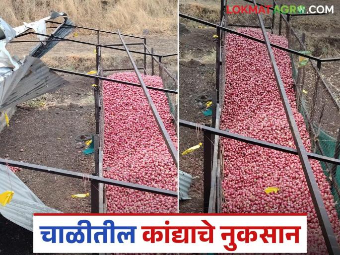 Latest News Agriculture News Unseasonal rains cause damage to kanda chal, onion also damaged | Agriculture News : वादळी वाऱ्यामुळे कांदा चाळ उध्वस्त, कांदाही पाण्यात भिजला!
