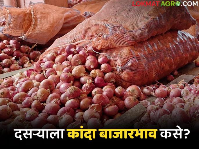 Latest News Kanda Bajarbhav Arrival of red onion in Lasalgaon market on Dasara day see details | Kanda Bajarbhav : दसऱ्याच्या दिवशी लासलगाव बाजारात लाल कांद्याची आवक, वाचा आजचे बाजारभाव Latest News Kanda Bajarbhav Arrival of red onion in Lasalgaon market on Dasara day see details | Kanda Bajarbhav : दसऱ्याच्या दिवशी लासलगाव बाजारात लाल कांद्याची आवक, वाचा आजचे बाजारभाव