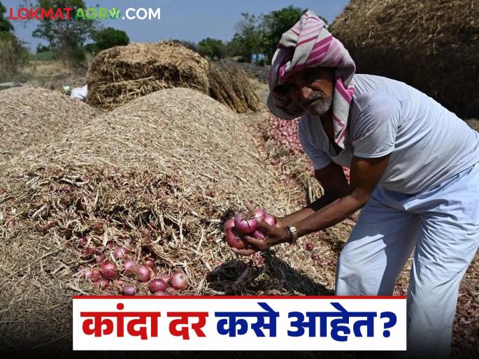 Latest News Read in detail what was the price of onion in Lasalgaon, Solapur market on December 13 | लासलगाव, सोलापूर मार्केटमध्ये 13 डिसेंबर रोजी कांद्याला काय दर मिळाले, वाचा सविस्तर Latest News Read in detail what was the price of onion in Lasalgaon, Solapur market on December 13 | लासलगाव, सोलापूर मार्केटमध्ये 13 डिसेंबर रोजी कांद्याला काय दर मिळाले, वाचा सविस्तर