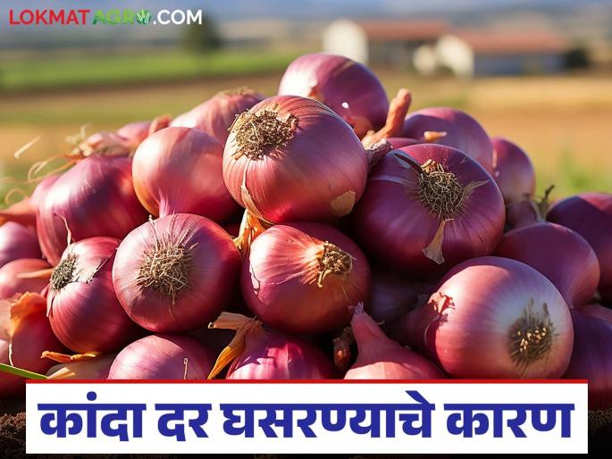 Latest News Kanda Market Update Onion prices continue to fall Read in detail | Kanda Market Update : कांद्याच्या किंमतीत घसरण सुरूच, काय आहे नेमकं कारण? वाचा सविस्तर Latest News Kanda Market Update Onion prices continue to fall Read in detail | Kanda Market Update : कांद्याच्या किंमतीत घसरण सुरूच, काय आहे नेमकं कारण? वाचा सविस्तर