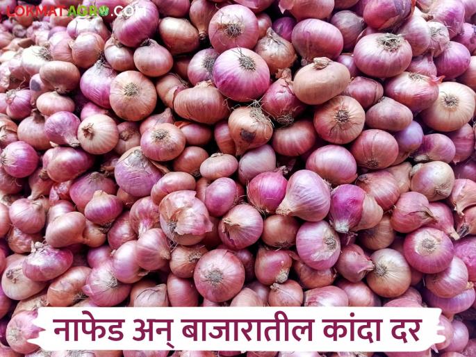 Latest news NAFED reduced price of onion see todays kanda market of market yard of maharashtra | Kanda Market : नाफेडने कांद्याचा दर कमी केला, तर आज बाजारात काय दर मिळाले? 