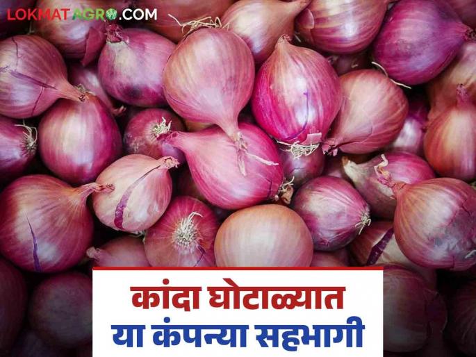 Onion Scam : Major action taken against onion scam farmer producing companies; Read in detail | Onion Scam : कांदा घोटाळेबाज शेतकरी उत्पादक कंपन्यांवर मोठी कारवाई; वाचा सविस्तर Onion Scam : Major action taken against onion scam farmer producing companies; Read in detail | Onion Scam : कांदा घोटाळेबाज शेतकरी उत्पादक कंपन्यांवर मोठी कारवाई; वाचा सविस्तर