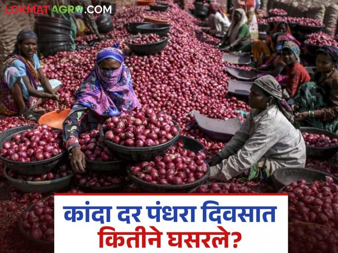Latest News Kanda bajarbhav Onion prices drop by around 28 percent in 15 days, read in detail | Kanda Bajarbhav : कांद्याच्या दरात 15 दिवसांत सुमारे 28 टक्के घसरण, वाचा सविस्तर  Latest News Kanda bajarbhav Onion prices drop by around 28 percent in 15 days, read in detail | Kanda Bajarbhav : कांद्याच्या दरात 15 दिवसांत सुमारे 28 टक्के घसरण, वाचा सविस्तर