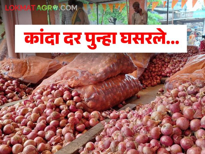 Latest News Kanda Bajarbhav Onion prices drop drastically, Solapur, Lasalgaon markets collapse again today | Kanda Bajarbhav : कांदा दरात कमालीची घसरण, आज पुन्हा सोलापूर, लासलगाव बाजार कोसळले!  Latest News Kanda Bajarbhav Onion prices drop drastically, Solapur, Lasalgaon markets collapse again today | Kanda Bajarbhav : कांदा दरात कमालीची घसरण, आज पुन्हा सोलापूर, लासलगाव बाजार कोसळले!