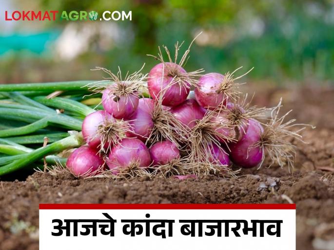 Latest News Kanda Bajarbhav summer onions arrival increased in Nashik see market price | Kanda Bajarbhav : नाशिकमध्ये उन्हाळ कांद्याची आवक वाढली, वाचा आजचे बाजारभाव Latest News Kanda Bajarbhav summer onions arrival increased in Nashik see market price | Kanda Bajarbhav : नाशिकमध्ये उन्हाळ कांद्याची आवक वाढली, वाचा आजचे बाजारभाव