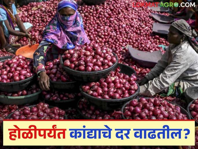 Latest News Kanda Market Onion prices likely to increase by Holi festival, know in detail | Kanda Market : कांद्याचे दर कितीने घसरले, होळीपर्यंत दर वाढतील का? जाणून घ्या सविस्तर Latest News Kanda Market Onion prices likely to increase by Holi festival, know in detail | Kanda Market : कांद्याचे दर कितीने घसरले, होळीपर्यंत दर वाढतील का? जाणून घ्या सविस्तर