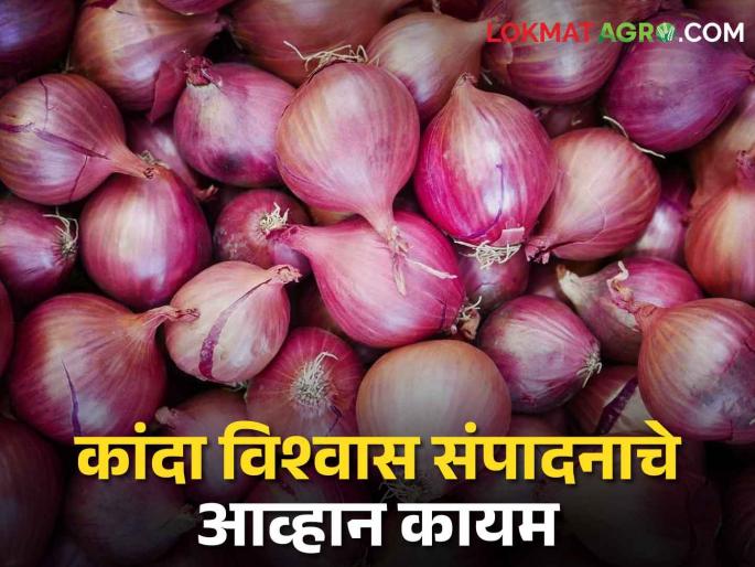 Latest News Now focus on solving the problems of onion farmers on nashik and maharashtra | Onion Issue : आतातरी कांदा उत्पादकांचा विश्वास संपादनाचे आव्हान पेलणार काय? वाचा सविस्तर Latest News Now focus on solving the problems of onion farmers on nashik and maharashtra | Onion Issue : आतातरी कांदा उत्पादकांचा विश्वास संपादनाचे आव्हान पेलणार काय? वाचा सविस्तर