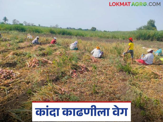 Unseasonal rain affect on onion crop; How much are laborers asking for per acre of onion harvesting? | कांद्यावर अवकाळीची नजर; एकरी कांदा काढणीसाठी किती रुपये मागतायत मजूर? Unseasonal rain affect on onion crop; How much are laborers asking for per acre of onion harvesting? | कांद्यावर अवकाळीची नजर; एकरी कांदा काढणीसाठी किती रुपये मागतायत मजूर?
