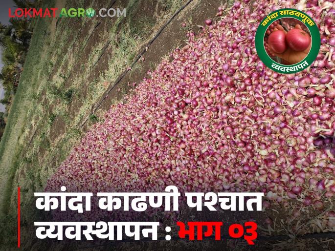 Latest News Kanda Sathavnuk Avoid these mistakes to avoid losses in onion storage, read in detail | Kanda Sathavnuk : कांदा साठवणीमध्ये नुकसान टाळण्यासाठी 'या' चुका टाळा, वाचा सविस्तर  Latest News Kanda Sathavnuk Avoid these mistakes to avoid losses in onion storage, read in detail | Kanda Sathavnuk : कांदा साठवणीमध्ये नुकसान टाळण्यासाठी 'या' चुका टाळा, वाचा सविस्तर