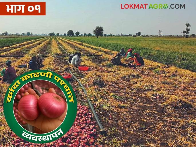 Latest News kanda Kadhani What precautions should be taken while harvesting and drying onions Read in detail | Kanda Kadhani : कांदा काढणी करताना आणि सुकवताना काय काळजी घ्यावी? वाचा सविस्तर  Latest News kanda Kadhani What precautions should be taken while harvesting and drying onions Read in detail | Kanda Kadhani : कांदा काढणी करताना आणि सुकवताना काय काळजी घ्यावी? वाचा सविस्तर