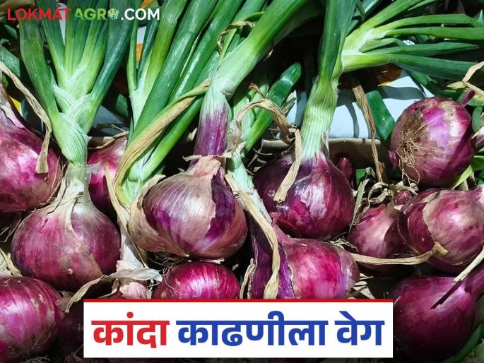 Arrival of farm laborers from Madhya Pradesh in Junnar taluka to speed up onion harvesting | कांदा काढणी जलदगतीने करण्यासाठी जुन्नर तालुक्यात मध्यप्रदेशमधील शेतमजुरांचे आगमन Arrival of farm laborers from Madhya Pradesh in Junnar taluka to speed up onion harvesting | कांदा काढणी जलदगतीने करण्यासाठी जुन्नर तालुक्यात मध्यप्रदेशमधील शेतमजुरांचे आगमन