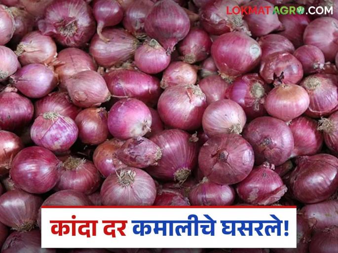 Latest News Kanda bajarabhav Solapur to Lasalgaon onion market drops by Rs 500 see details | Kanda Bajarbhav : सोलापूर ते लासलगाव कांदा बाजारात पाचशे रुपयांची घसरण, वाचा आजचे बाजारभाव Latest News Kanda bajarabhav Solapur to Lasalgaon onion market drops by Rs 500 see details | Kanda Bajarbhav : सोलापूर ते लासलगाव कांदा बाजारात पाचशे रुपयांची घसरण, वाचा आजचे बाजारभाव