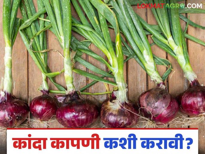 To avoid loss of onion weight, make sure to do this while harvesting and harvesting onions | कांद्याच्या वजनात घट होऊ नये म्हणून कांदा काढणी व कापणी करताना हे नक्की करा To avoid loss of onion weight, make sure to do this while harvesting and harvesting onions | कांद्याच्या वजनात घट होऊ नये म्हणून कांदा काढणी व कापणी करताना हे नक्की करा