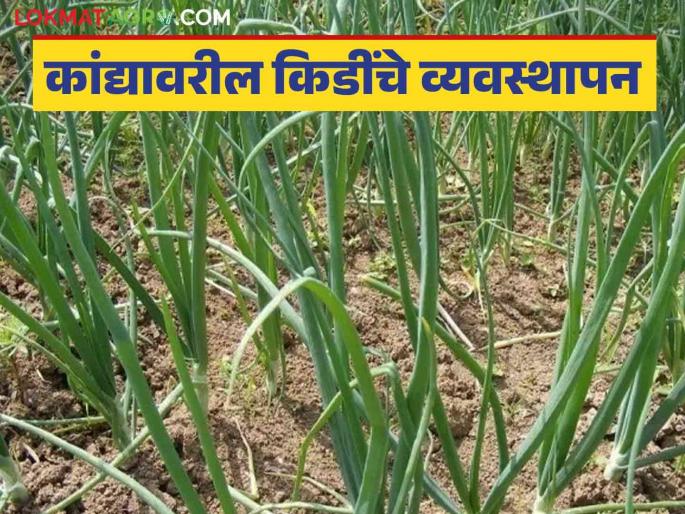Latest News Kanda Crop Management manage pests on onions see details | Kanda Crop Management : उत्पादनांवर परिणाम होऊ नये, म्हणून असे करा कांद्यावरील किडींचे व्यवस्थापन Latest News Kanda Crop Management manage pests on onions see details | Kanda Crop Management : उत्पादनांवर परिणाम होऊ नये, म्हणून असे करा कांद्यावरील किडींचे व्यवस्थापन