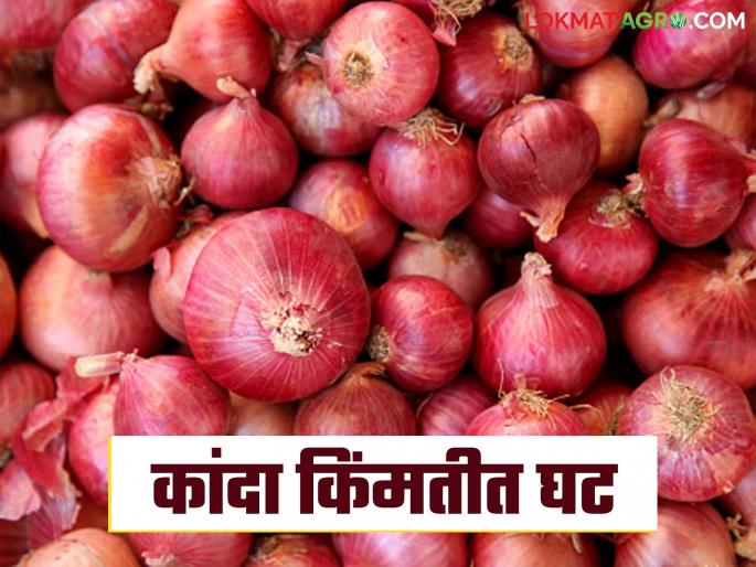 Latest News Kanda bajarbhav Onion arrivals increase by 24 percent, prices decrease by 07 percent, know the details | Kanda Market : मागील वीकमध्ये कांदा किंमतीत 07 टक्क्यांची घट, आवक कशी राहिली? वाचा सविस्तर Latest News Kanda bajarbhav Onion arrivals increase by 24 percent, prices decrease by 07 percent, know the details | Kanda Market : मागील वीकमध्ये कांदा किंमतीत 07 टक्क्यांची घट, आवक कशी राहिली? वाचा सविस्तर