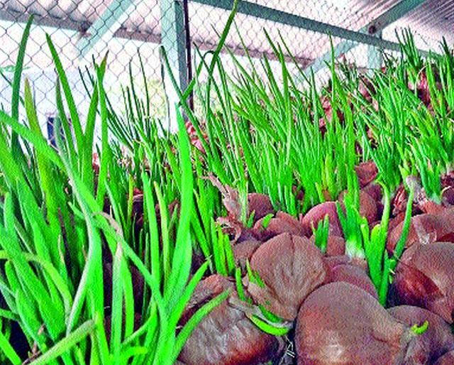 Onion powder | कांद्याला फुटले कोंब