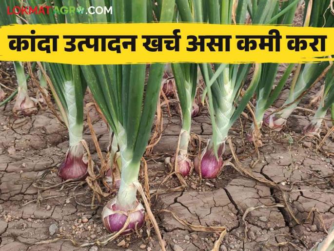 These low cost solutions for onion pests and diseases without using expensive pesticides | कांद्यावरील कीड व रोगांसाठी महागडी औषध न वापरता करा हे कमी खर्चातील उपाय These low cost solutions for onion pests and diseases without using expensive pesticides | कांद्यावरील कीड व रोगांसाठी महागडी औषध न वापरता करा हे कमी खर्चातील उपाय