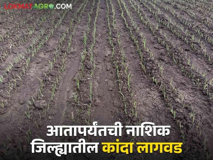 Latest News Kanda Lagvad 47 thousand hectares of kharif onion cultivation in Nashik district | Kanda Lagvad : आतापर्यंत नाशिक जिल्ह्यात कांदा लागवड किती झाली? 'हा' तालुका आघाडीवर Latest News Kanda Lagvad 47 thousand hectares of kharif onion cultivation in Nashik district | Kanda Lagvad : आतापर्यंत नाशिक जिल्ह्यात कांदा लागवड किती झाली? 'हा' तालुका आघाडीवर
