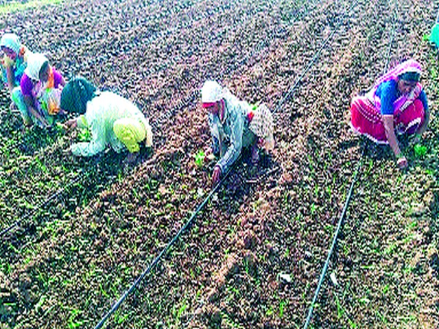 Prolong the kharif onion cultivation | खरीप कांदा लागवड लांबणीवर Prolong the kharif onion cultivation | खरीप कांदा लागवड लांबणीवर