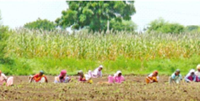 Summer onion cultivation on 1.5 lakh hectares in the district | जिल्ह्यात दीड लाख हेक्टरवर उन्हाळ कांदा लागवड Summer onion cultivation on 1.5 lakh hectares in the district | जिल्ह्यात दीड लाख हेक्टरवर उन्हाळ कांदा लागवड