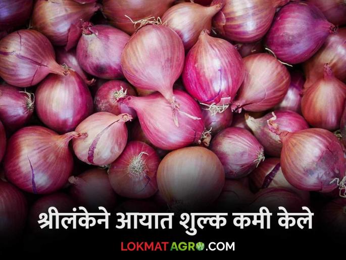 Latest News Kanda Market Update Sri Lankan government reduced the import duty on onion | Onion Import Duty : श्रीलंकन सरकारने कांद्यावरील आयात शुल्क कमी केले, भाव वाढणार का? 