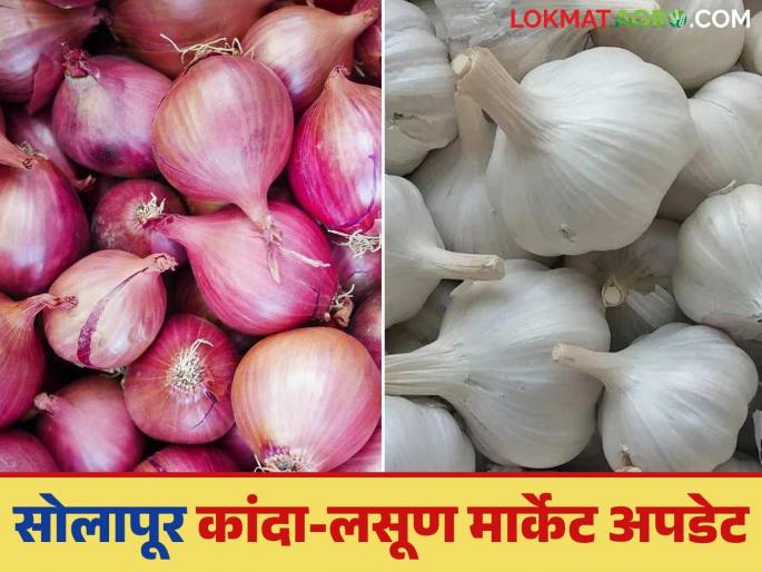 Lasun Bajar Bhav: Good arrival of onion and garlic in Solapur Market Committee; How are prices being obtained? | Lasun Bajar Bhav : सोलापूर बाजार समितीत कांदा व लसणाची चांगली आवक; कसा मिळतोय दर? Lasun Bajar Bhav: Good arrival of onion and garlic in Solapur Market Committee; How are prices being obtained? | Lasun Bajar Bhav : सोलापूर बाजार समितीत कांदा व लसणाची चांगली आवक; कसा मिळतोय दर?