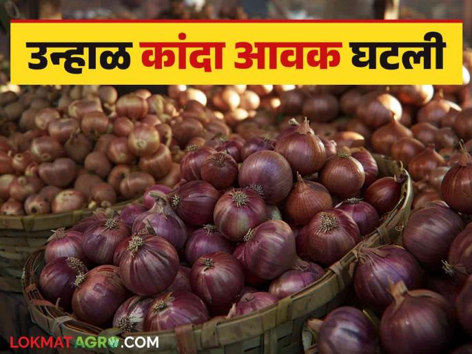 Kanda Market: Summer onion arrivals decreased, while red onion prices increased in Solapur market, read details | Kanda Market : उन्हाळ कांदा आवक घटली, तर सोलापूर बाजारात लाल कांदा दर वाढले, वाचा सविस्तर Kanda Market: Summer onion arrivals decreased, while red onion prices increased in Solapur market, read details | Kanda Market : उन्हाळ कांदा आवक घटली, तर सोलापूर बाजारात लाल कांदा दर वाढले, वाचा सविस्तर