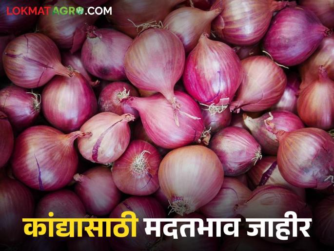 Latest news kanda Maarket Andhra Pradesh government announces Rs 1200 per quintal support price for onion | Kanda Market : कांदा उत्पादकांना दिलासा, 'या' राज्य सरकारकडून कांद्यासाठी मदतभाव जाहीर