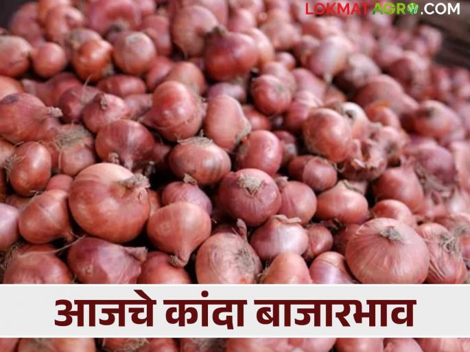 Latest News Kanda Bajarbhav Chinchwad onion price in Junnar market, see today market price | Kanda Bajarbhav : जुन्नर बाजारात चिंचवड कांद्याची चलती, आज काय भाव मिळाला?  Latest News Kanda Bajarbhav Chinchwad onion price in Junnar market, see today market price | Kanda Bajarbhav : जुन्नर बाजारात चिंचवड कांद्याची चलती, आज काय भाव मिळाला?