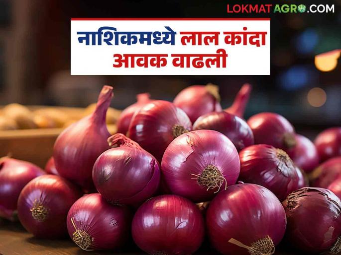 Latest News Kanda Market Update Red onion market down see todays market price in nashik and solapur | Kanda Market Update : लाल कांदा घसरला, नाशिक, सोलापूर बाजारात काय भाव मिळतोय? वाचा सविस्तर Latest News Kanda Market Update Red onion market down see todays market price in nashik and solapur | Kanda Market Update : लाल कांदा घसरला, नाशिक, सोलापूर बाजारात काय भाव मिळतोय? वाचा सविस्तर