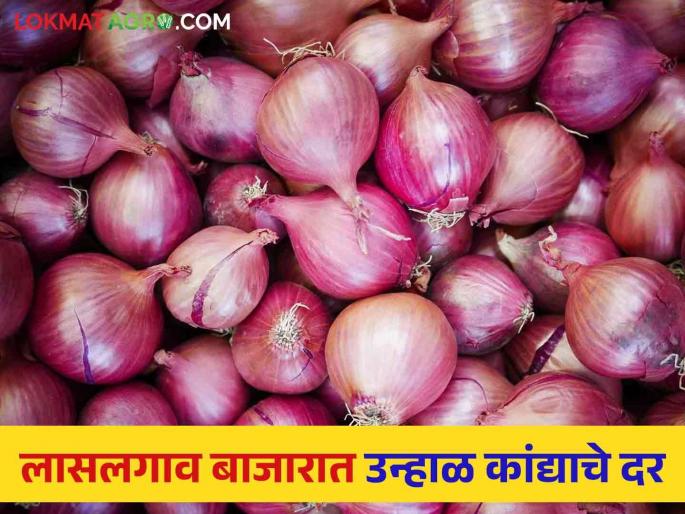 Latest News Kanda Bajarbhav todays onion market price in Lasalgaon kanda market | Kanda Bajarbhav : लासलगाव बाजार समितीत उन्हाळ कांद्याला काय भाव मिळाला? वाचा आजचे बाजार भाव Latest News Kanda Bajarbhav todays onion market price in Lasalgaon kanda market | Kanda Bajarbhav : लासलगाव बाजार समितीत उन्हाळ कांद्याला काय भाव मिळाला? वाचा आजचे बाजार भाव