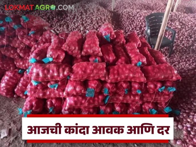 Latest News Kanda Market Amravati onion market better prices for local onions than Pune, read in detail | Kanda Market : पुण्यापेक्षा अमरावती कांदा मार्केटला लोकल कांद्याला चांगला दर, वाचा सविस्तर 