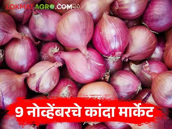 Latest News Kanda Market market in maharashtra is getting good prices for onion market of November 9 | Kanda Market : राज्यातील 'या' मार्केटला कांद्याला चांगला दर मिळतोय, वाचा 9 नोव्हेंबरचे कांदा मार्केट Latest News Kanda Market market in maharashtra is getting good prices for onion market of November 9 | Kanda Market : राज्यातील 'या' मार्केटला कांद्याला चांगला दर मिळतोय, वाचा 9 नोव्हेंबरचे कांदा मार्केट