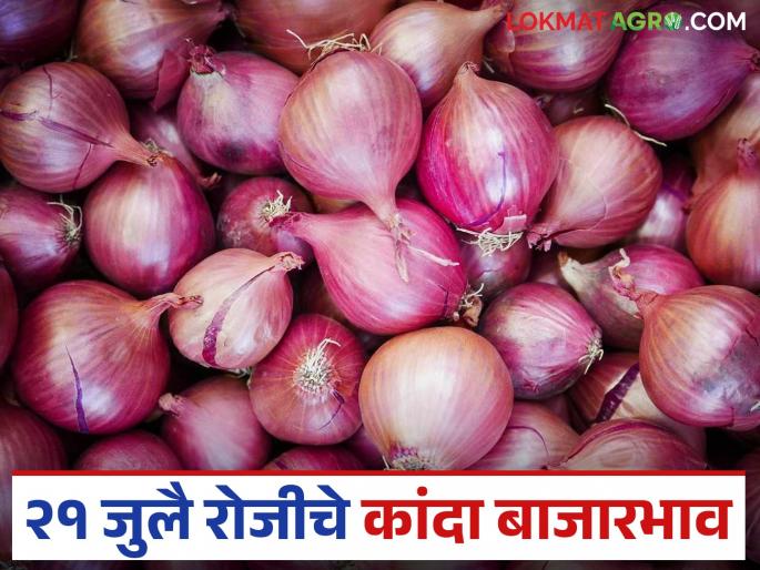 Latest News Kanda Market seee unhal kanda market price on July 21 in maharashtra | Kanda Market : 21 जुलै रोजी उन्हाळ कांद्याला काय दर मिळाला, वाचा आजचे बाजारभाव  Latest News Kanda Market seee unhal kanda market price on July 21 in maharashtra | Kanda Market : 21 जुलै रोजी उन्हाळ कांद्याला काय दर मिळाला, वाचा आजचे बाजारभाव