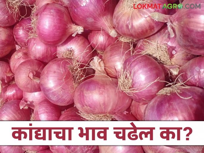 Kanda Bajar Bhav : Unseasonal rains cause major damage to onion crop; Will market prices increase? | Kanda Bajar Bhav : अवकाळी पावसाने कांदा पिकाचे मोठे नुकसान; बाजारभाव वाढतील का?