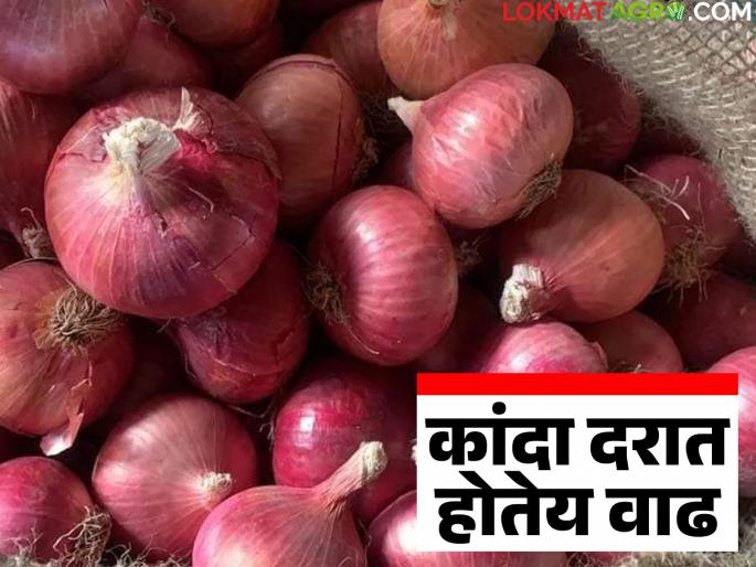 Kadna Bajar Bhav : Onion price increase in Parner Agricultural Produce Market Committee; How did the price get determined? | Kadna Bajar Bhav : पारनेर कृषी उत्पन्न बाजार समितीत कांद्याच्या दरात वाढ; कसा मिळाला दर? Kadna Bajar Bhav : Onion price increase in Parner Agricultural Produce Market Committee; How did the price get determined? | Kadna Bajar Bhav : पारनेर कृषी उत्पन्न बाजार समितीत कांद्याच्या दरात वाढ; कसा मिळाला दर?