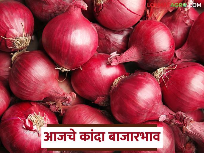 Kanda Bazaar Bhav: Summer is here from Ahilyanagar, and the highest arrival of red onions from Solapur today | Kanda Bajar Bhav : अहिल्यानगर मधून उन्हाळ तर सोलापूरच्या लाल कांद्याची आज सर्वाधिक आवक; वाचा काय मिळतोय दर
