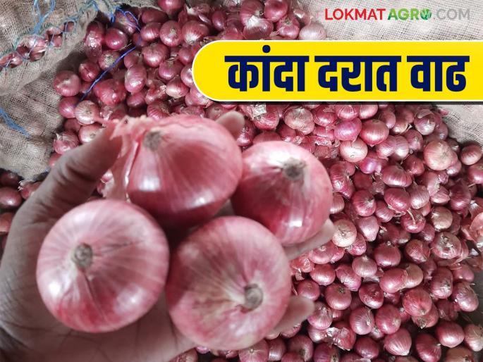 Kanda Bajar Bhav : Increase in onion prices in Solapur Market Committee; How is the price being obtained? | Kanda Bajar Bhav : सोलापूर बाजार समितीत कांद्याच्या दरामध्ये वाढ; असा मिळतोय दर Kanda Bajar Bhav : Increase in onion prices in Solapur Market Committee; How is the price being obtained? | Kanda Bajar Bhav : सोलापूर बाजार समितीत कांद्याच्या दरामध्ये वाढ; असा मिळतोय दर