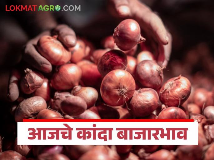 latest news Kanda Market: Fluctuations in onion arrival; Prices improved in these market Read in detail | Kanda Market : कांद्याच्या आवकेत चढ-उतार; 'या' बाजारात दर सुधारले वाचा सविस्तर