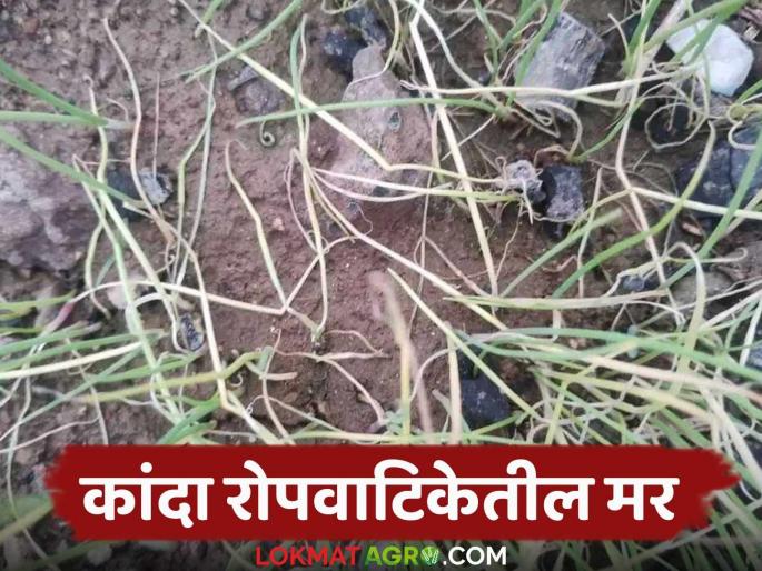 Latest News Rabbi Kanda Lagvad Measures for control of blight disease in onion nursery read in detail  | Onion Diseases : कांदा रोपवाटिकेत मर रोग कशामुळे? नियंत्रणासाठी हे उपाय करा, वाचा सविस्तर  Latest News Rabbi Kanda Lagvad Measures for control of blight disease in onion nursery read in detail  | Onion Diseases : कांदा रोपवाटिकेत मर रोग कशामुळे? नियंत्रणासाठी हे उपाय करा, वाचा सविस्तर